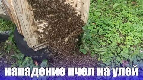 Реакция пчел на нападение