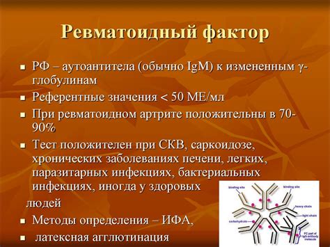 Ревматоидный фактор 190: что это такое и как его интерпретировать