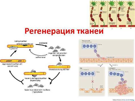 Регенерация тканей: ускорение процессов заживления