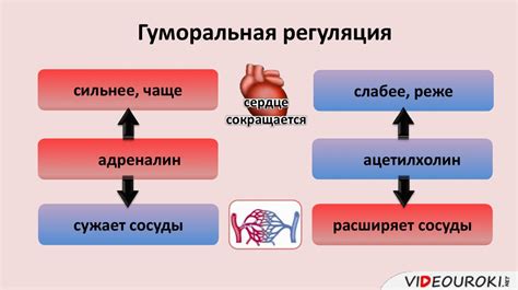 Регулирование работы сердца