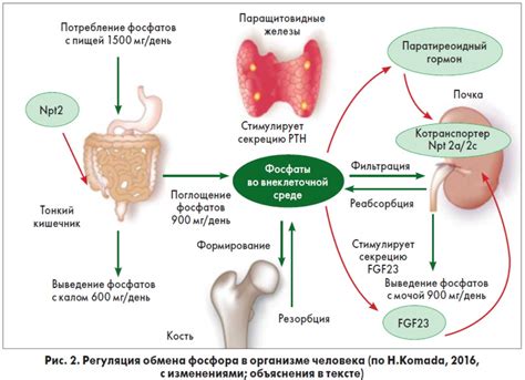 Регулирует обмен кальция и фосфора в организме