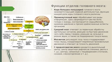 Регулирует функции организма