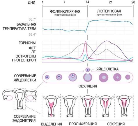 Регулярность менструаций