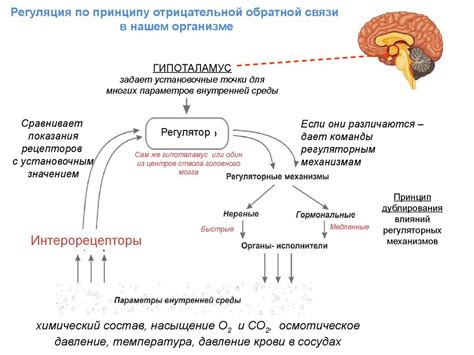 Регуляция выделения ФЛГ в организме