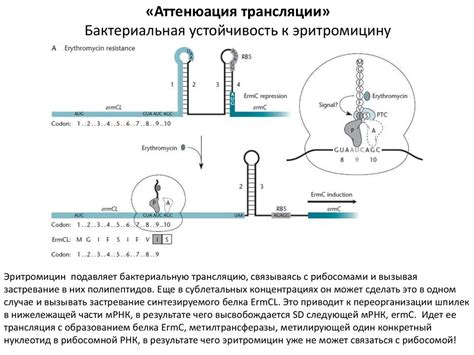 Регуляция генов в комплементарных взаимодействиях