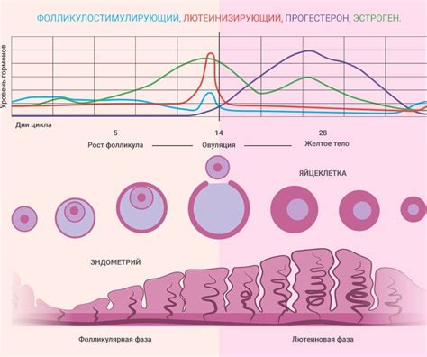 Регуляция женского цикла