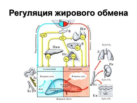 Регуляция жирового обмена