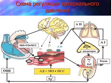 Регуляция кровяного давления