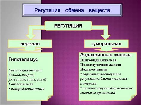 Регуляция обмена веществ с помощью витамина В