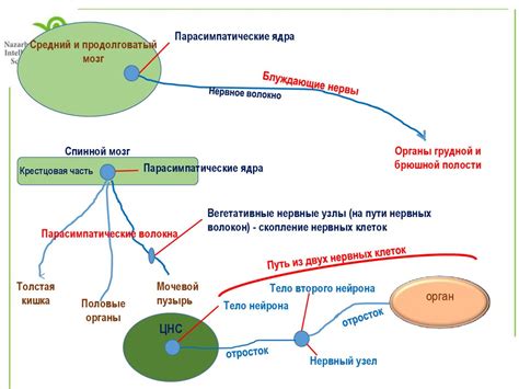 Регуляция работы мозга