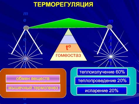 Регуляция температуры тела и роль гомеостаза в этом процессе