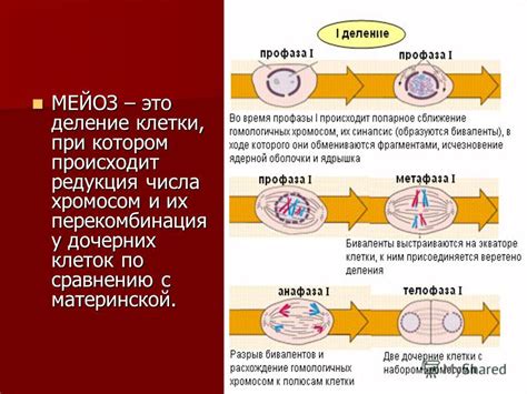 Редкие синдромы с отклонениями числа хромосом и их проявления