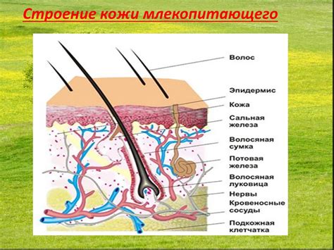 Редуцированный волосяной покров: