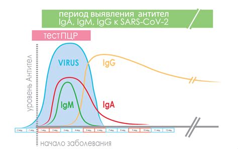 Рекомендации в случае положительных антител IgG