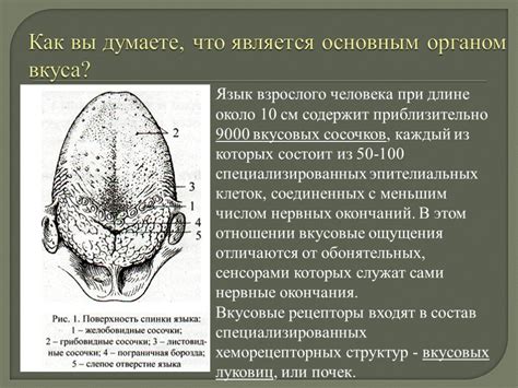 Рекомендации по восстановлению вкусовых ощущений