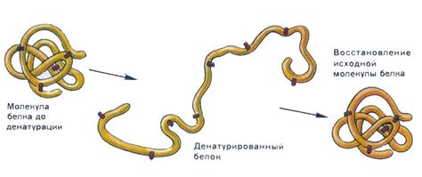 Ренатурация белка