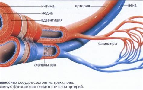 Ренин высокий: причины, симптомы, лечение