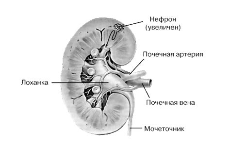 Реноиндекс почки: что это такое и какое он имеет значение?