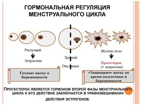 Репродуктивная функция женщины