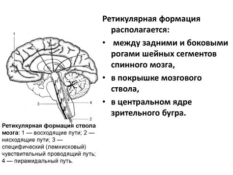 Ретикулярная формация и ее активирующее влияние