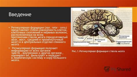 Ретикулярная формация и ее влияние на сознание и бодрствование