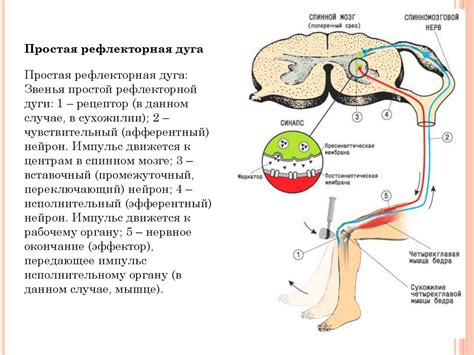 Рефлексная дистрофия