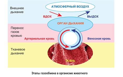 Рефлексы у разных видов животных: сравнительная характеристика