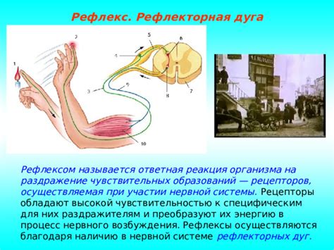 Рефлекторная реакция организма