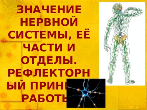 Рефлекторный человек: понятие и значение