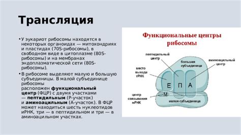 Рибосомы в генетике: основной фреймворк