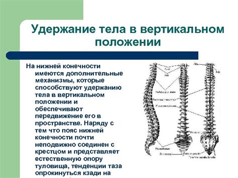 Родовые преимущества в вертикальном положении