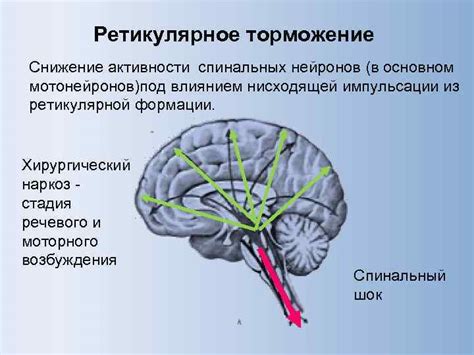 Ролевая спецификация нейронов в процессе когнитивной активности