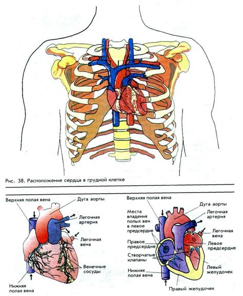 Ролевая функция сердца в организме