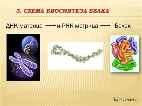 Роли РНК в процессе синтеза белка