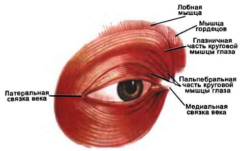 Роли мускулов в движении глаза