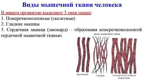 Роли разных групп мышц в нашем организме