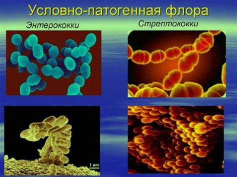 Роли сопутствующей микрофлоры на коже