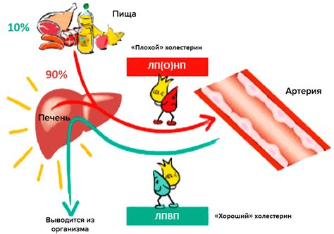 Роли холестерина в организме