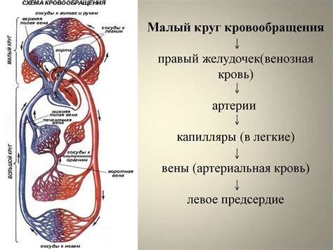 Роль Визилиева круга в организме