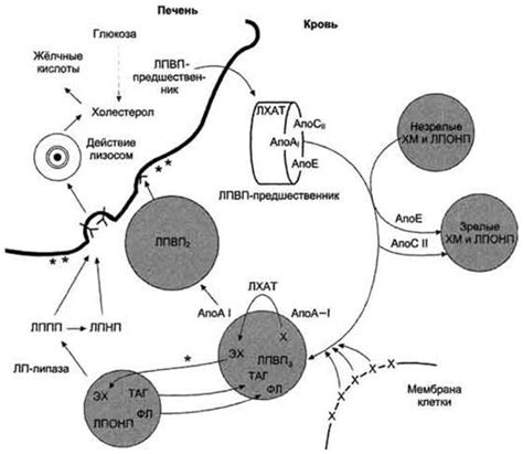 Роль ЛПНП в организме