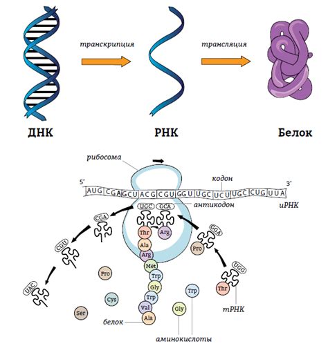 Роль РНК в процессе синтеза белка