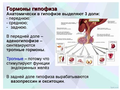 Роль ФВД в регуляции организма