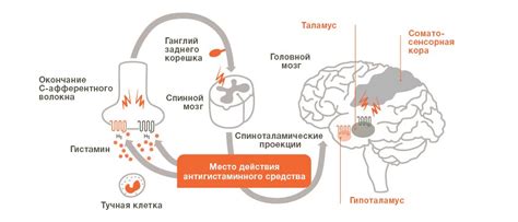 Роль аллергических реакций в возникновении зуда в верхней части левого уха