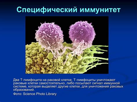 Роль аллергических реакций в сновидениях: значение для состояния здоровья или предупреждение?