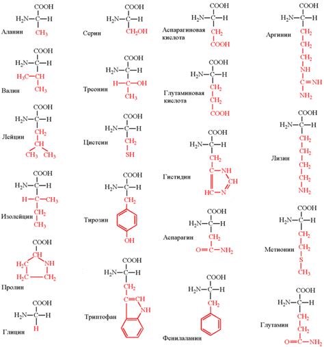 Роль аминокислот