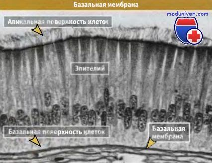 Роль базальной мембраны в различных органах