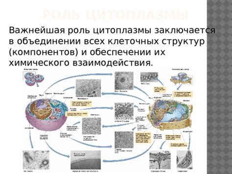 Роль базофильной цитоплазмы в организме