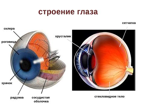 Роль визотроника в здоровье глаз