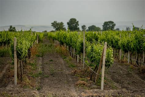 Роль вина в нашей культуре и обществе