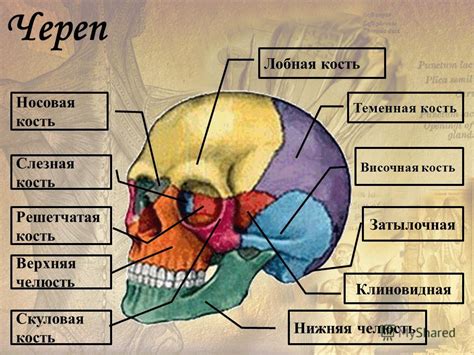 Роль височной части головы в анатомии человека